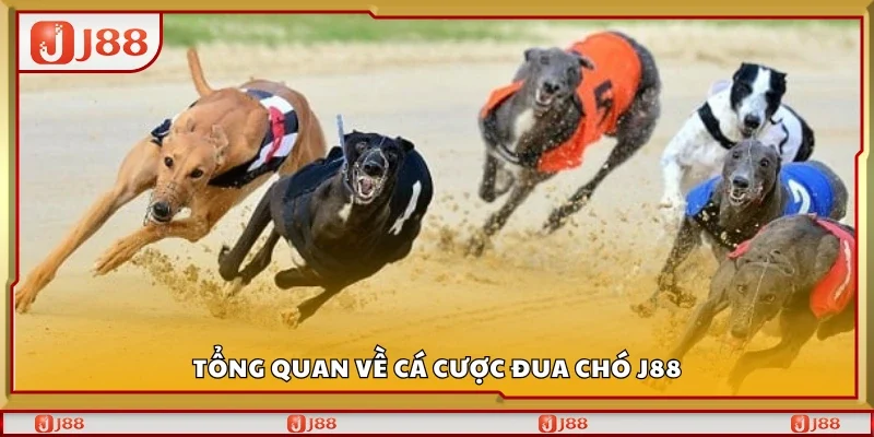 Giới thiệu về cá cược đua chó J88