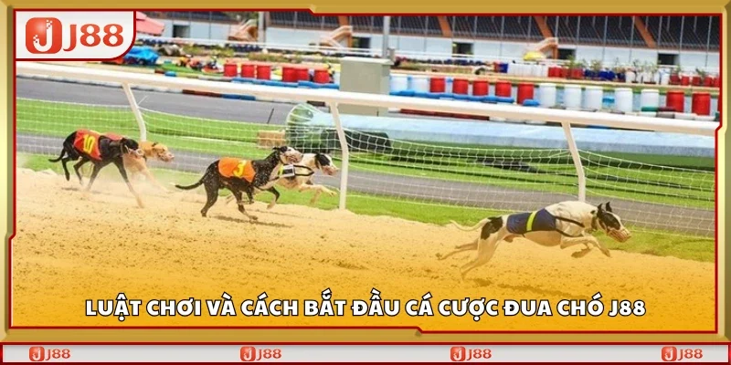 Luật chơi và cách cá cược đua chó J88